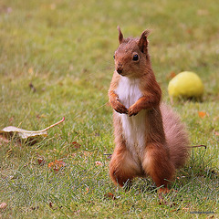Alert Red Squirrel foraging for winter