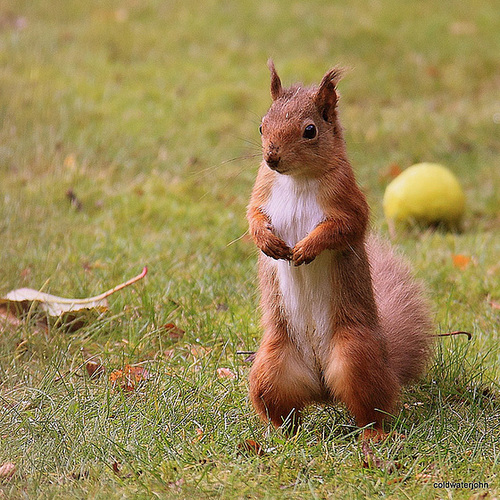 Alert Red Squirrel foraging for winter