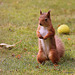 Alert Red Squirrel foraging for winter