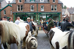 Horses in the town