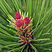 Ponderosa Pine Cones (Pinus ponderosa)