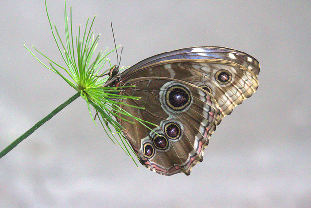 Common Blue Morpho (Morpho peleides)