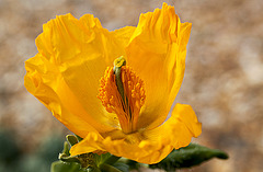 Yellow Horned Poppy