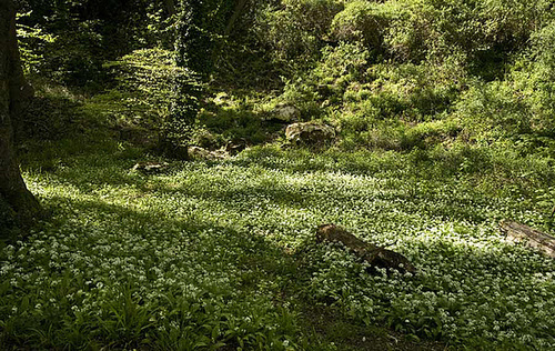 Wild Garlic or Ransoms