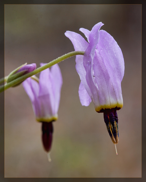 Pastel Henderson's Shooting Stars