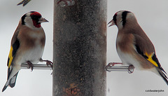 Goldfinches in snow 5220653909 o