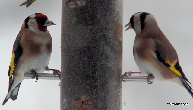 Goldfinches in snow 5220653909 o