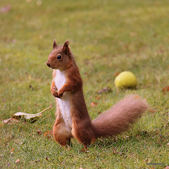 Alert Red Squirrel foraging for winter