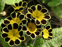 Primroses