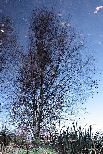 Reflections on the surface (inverted) 5145795841 o