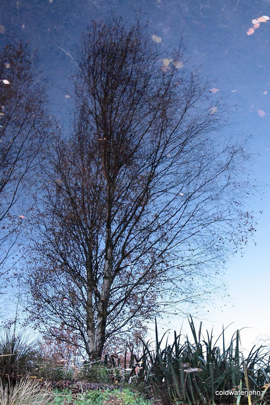 Reflections on the surface (inverted) 5145795841 o