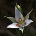 Lyall's Mariposa Lily (Calochortus lyallii)