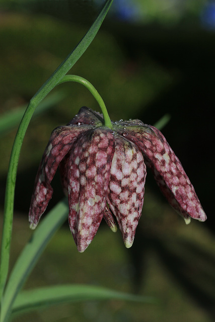 The Checkered Fritillary, Fritillaria meleagris