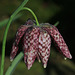 The Checkered Fritillary, Fritillaria meleagris