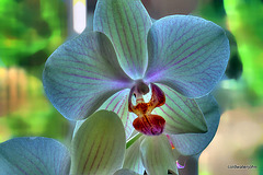 Orchid in bloom #1