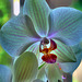 Orchid in bloom #1