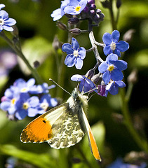 orange-tip feeding