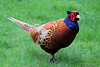 Cock pheasant on the prowl for raisins