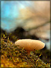 Glowing White Mushroom [Flickr Explore, my 1st]