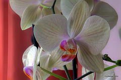 Orchid in bloom #2