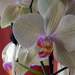 Orchid in bloom #2