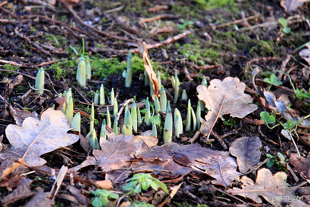 Snowdrops(?) appearing through the old oak leaves