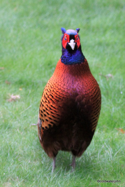 Cock pheasant on the prowl for raisins