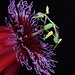 Passion Flower