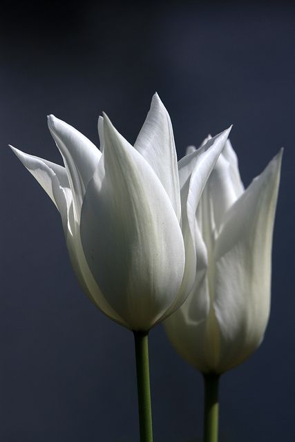 White Tulips