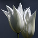 White Tulips