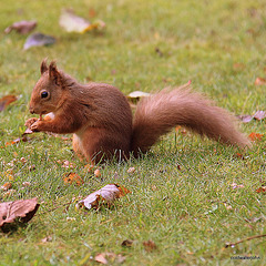 Red Squirrel foraging for winter