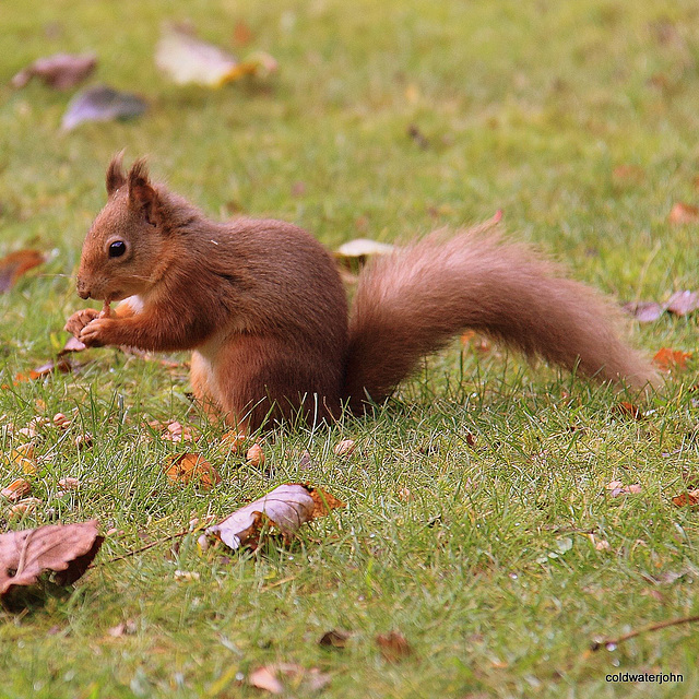 Red Squirrel foraging for winter
