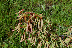 Acer Buergerianum 'Tancho'