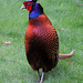 Cock pheasant on the prowl for raisins