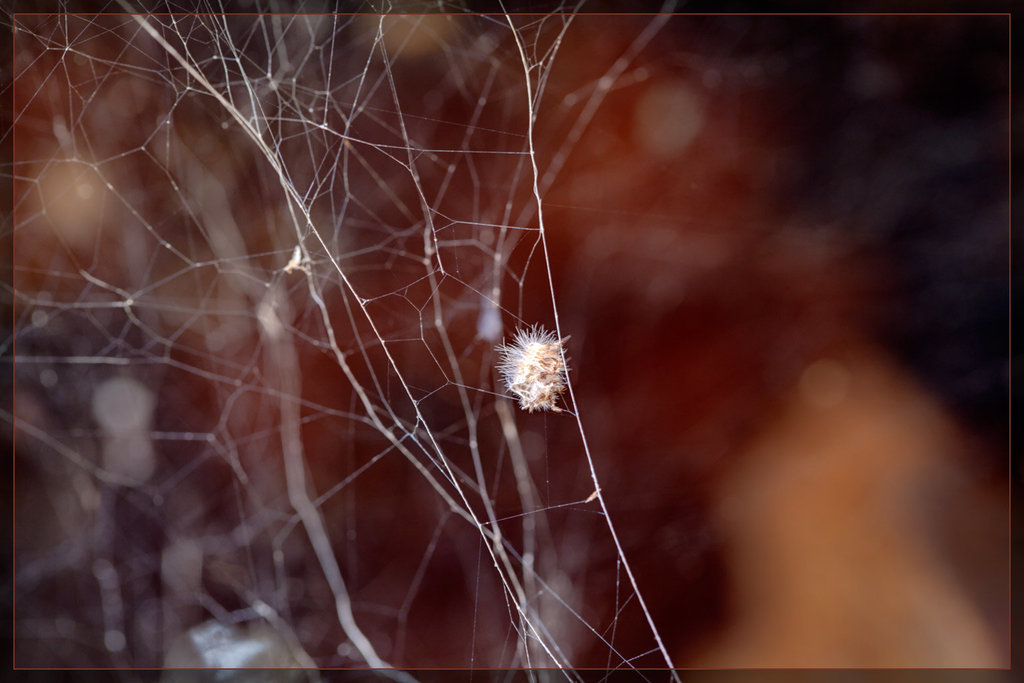 Fluff Caught in Webs