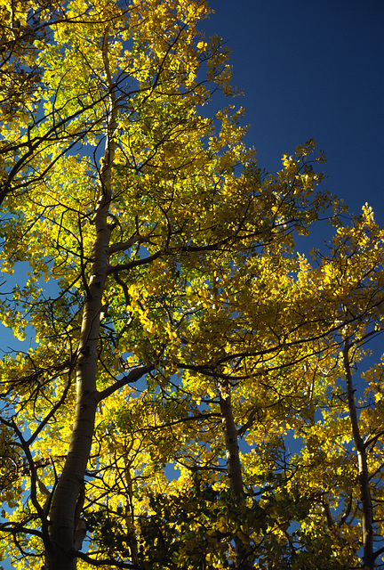 Autumn Aspen, Rocky Mountain National Park