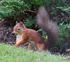 Young Red Squirrel at breakfast on the lawn 3964911469 o