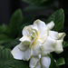 Gardenia