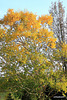 Autumn garden colours 5086600024 o