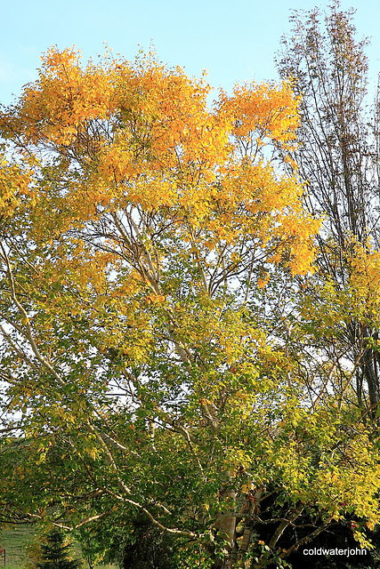 Autumn garden colours 5086600024 o