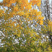 Autumn garden colours 5086600024 o