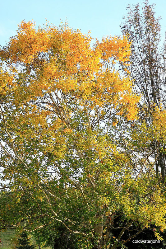 Autumn garden colours 5086600024 o