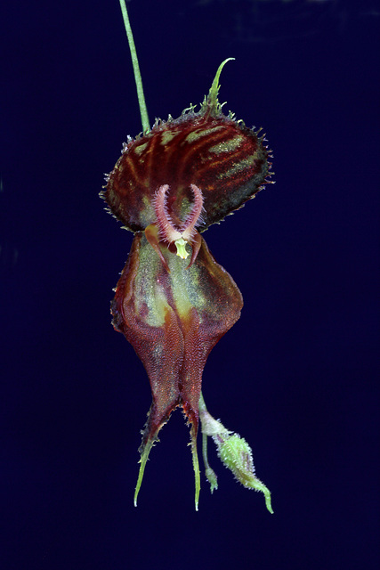Lepanthes nycteris Lepanthes nycteris