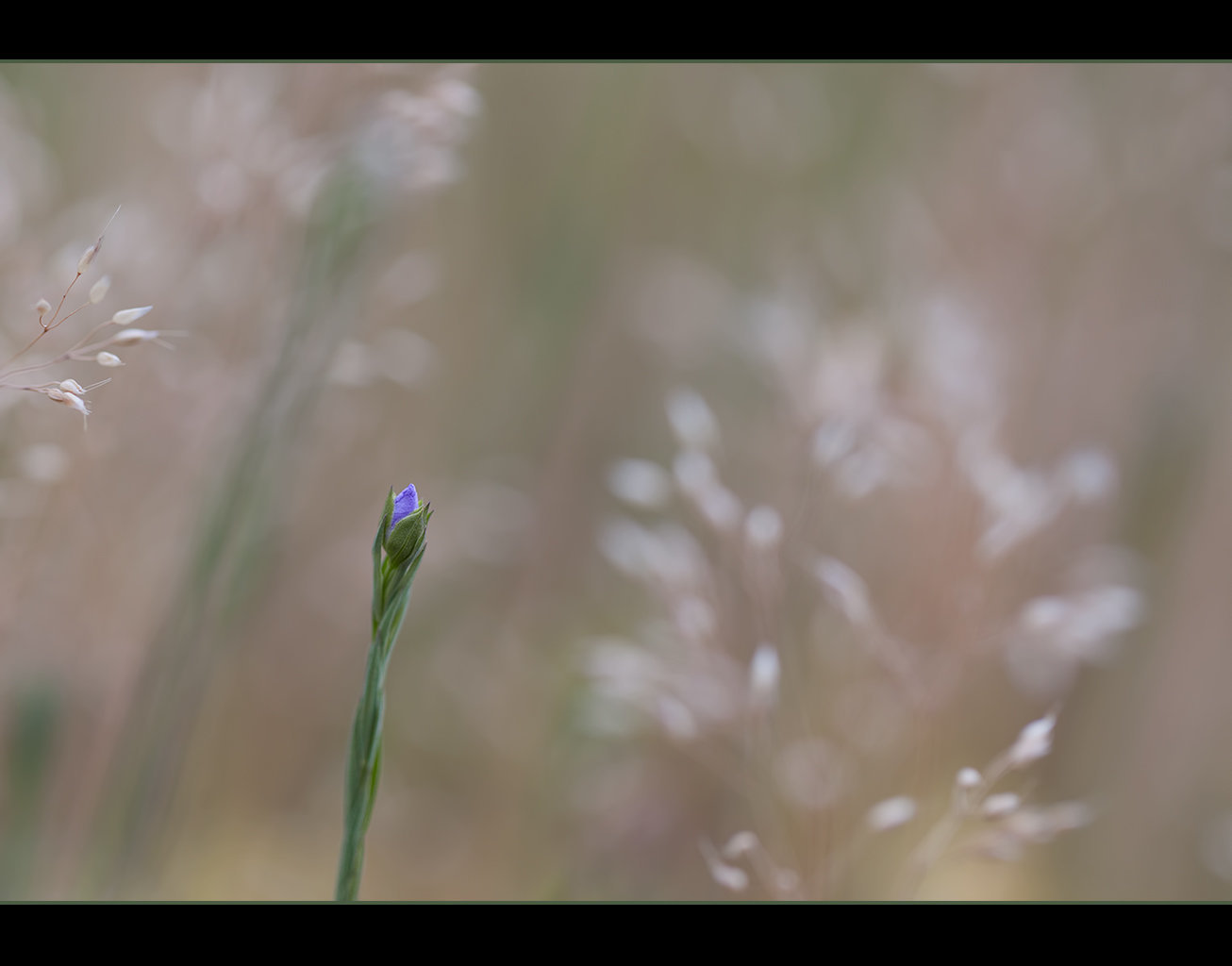 135/365: "Just as treasures are uncovered from the earth, so virtue appears from good deeds, and wisdom appears from a pure and peaceful mind. To walk safely through the maze of human life, one needs the light of wisdom and the guidance of virtue.