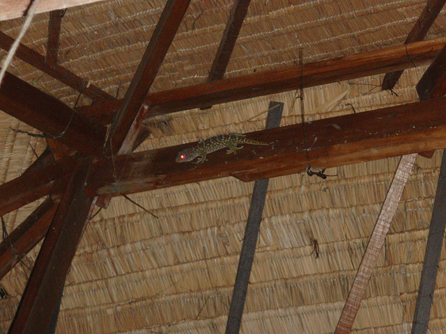 Tokay gecko above bar