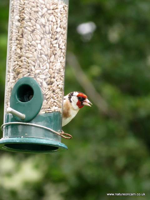 Goldfinch