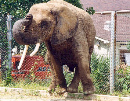 Elephant Dancer