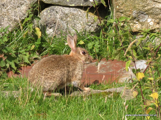 Wild Rabbit