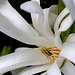 Magnolia Flower