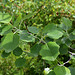 Populus alba